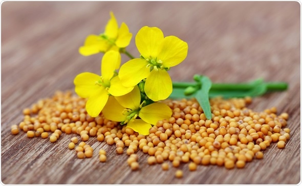 Mustard flowers with seeds on wooden surface